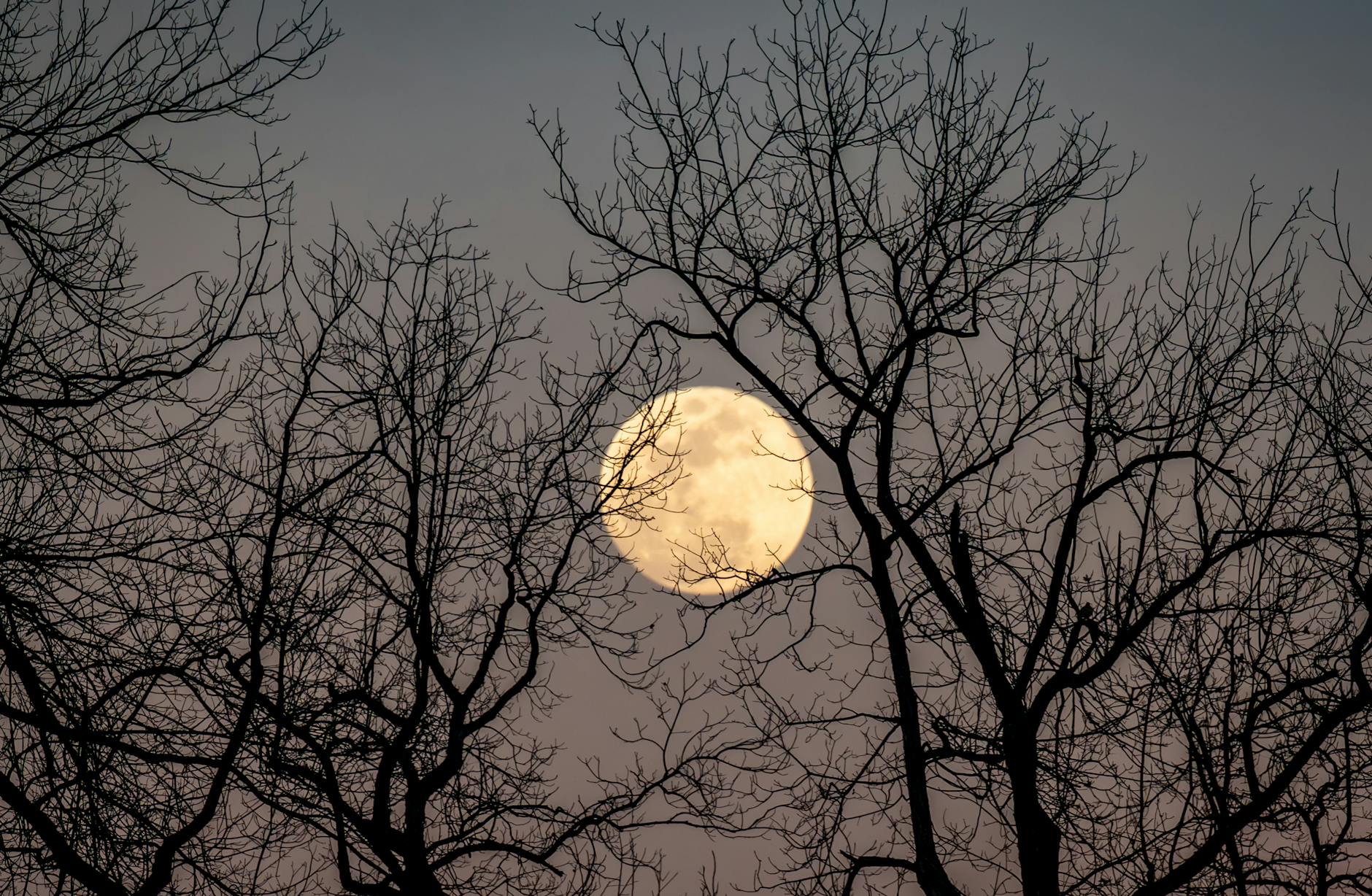 majestic full moon through silhouetted branches new moon rituals new moon vs full moon lunar calendar 2026